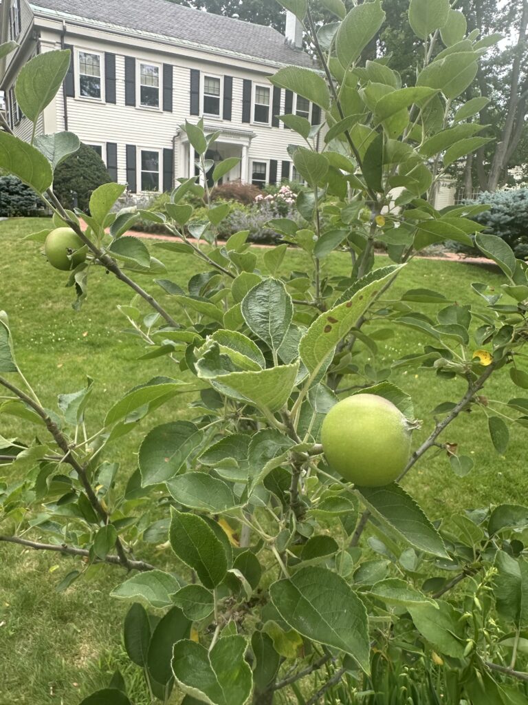 a small green apple blooms in a tree outside in a yard
