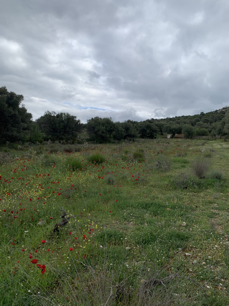 a picture of a field on a cloudy day