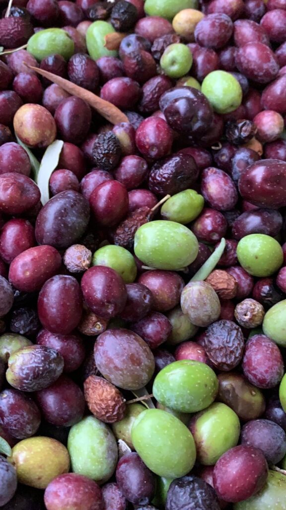 freshley harvested olives, they range in color from dark purple to light green