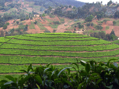 Tea holds the soil, boosts economy