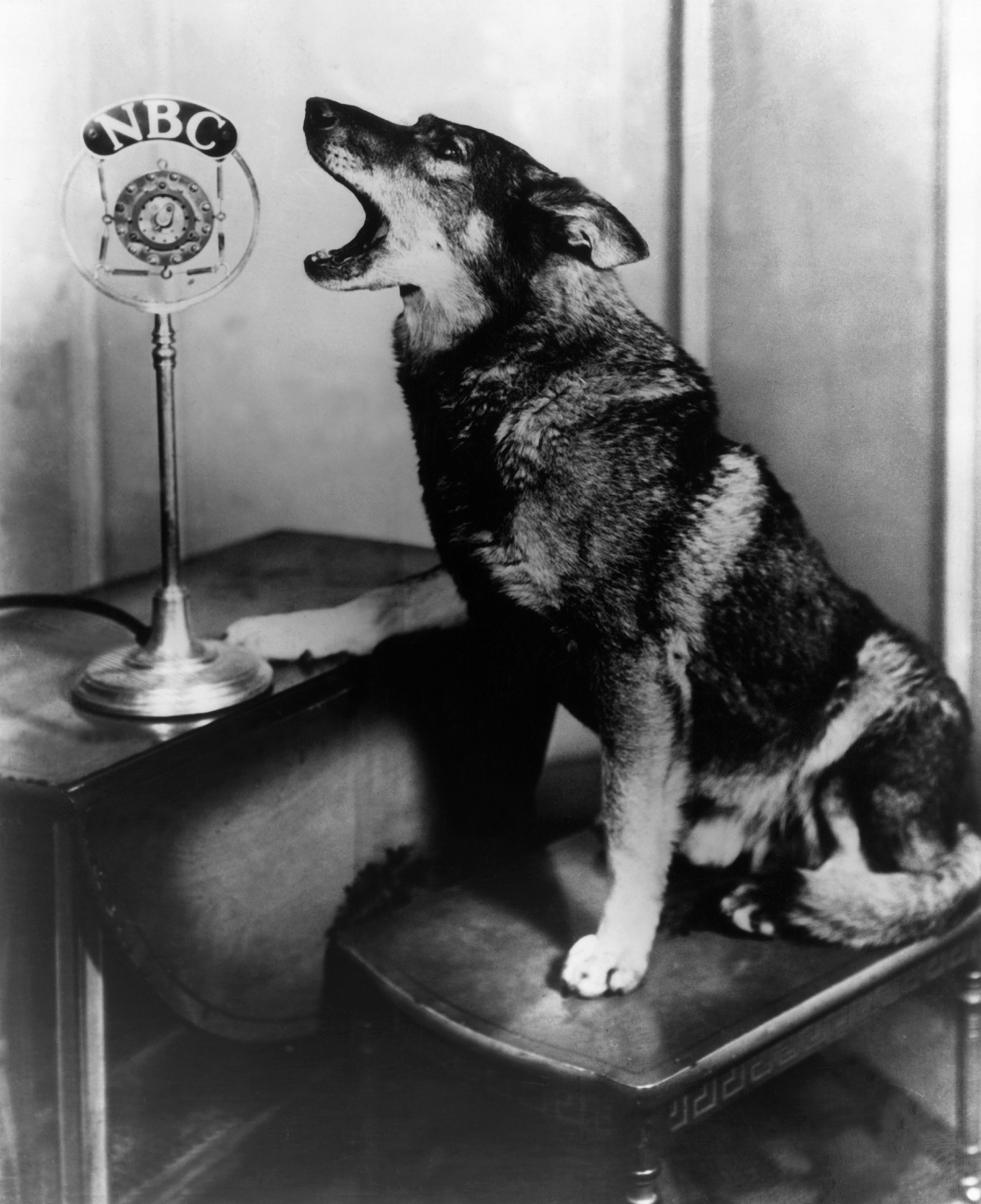 Radio in Rin Tin Tin's day was a mass market medium. AI is now causing a shift