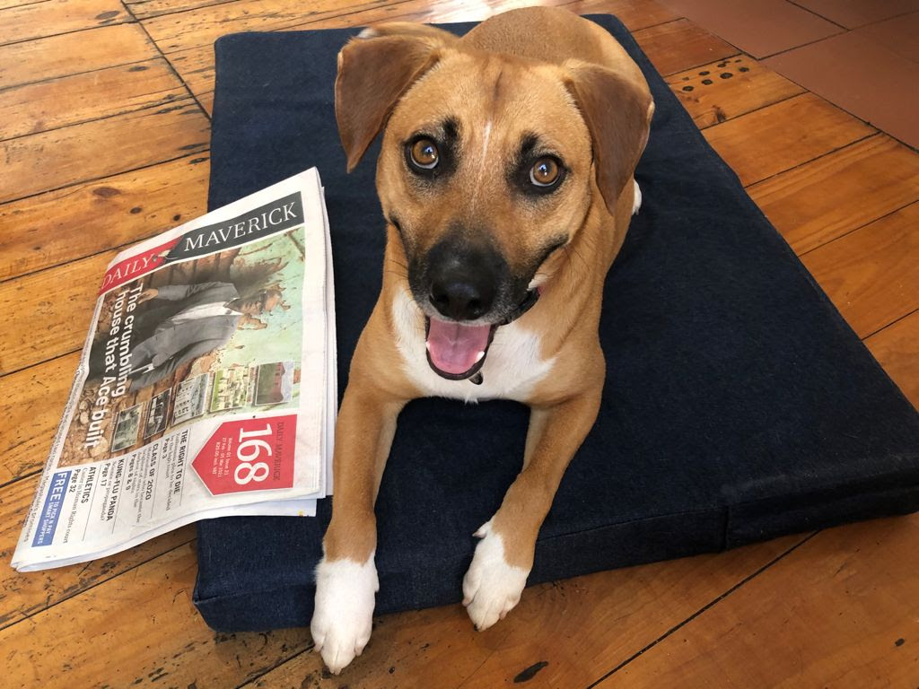 Biscuit, a brown dog with white paws and a white belly, lays on a navy dog bed on the floor. On Biscuit's left, there is a print copy of the Daily Maverick